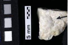 Foto (Detailansicht) von Decapoda indet. (NHMW-GEO-1990-0041-0184)